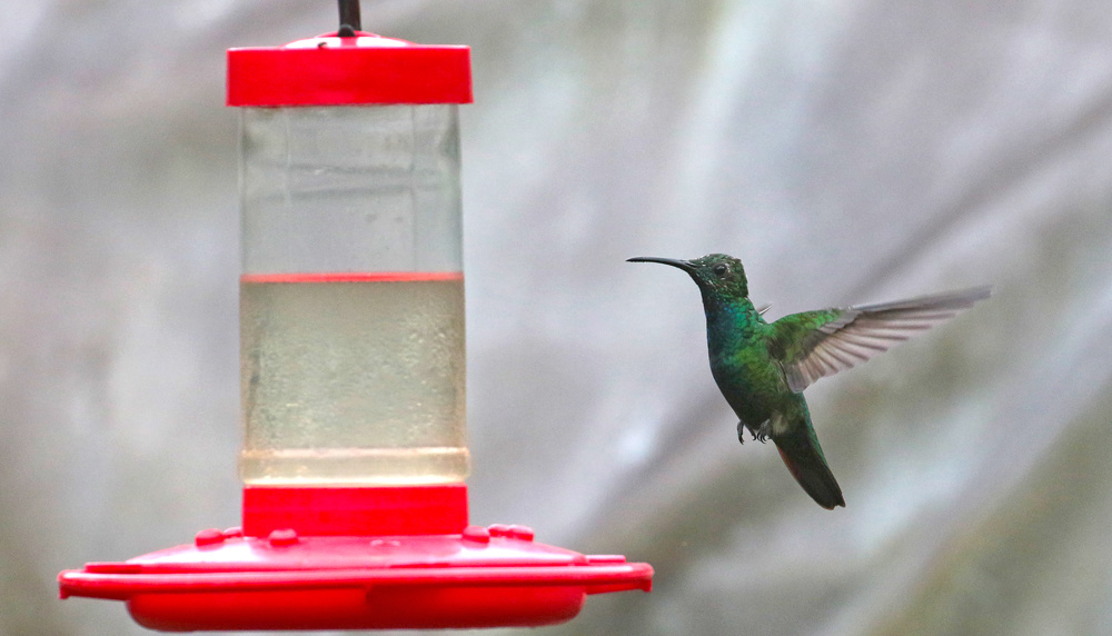 Green-breasted Mango